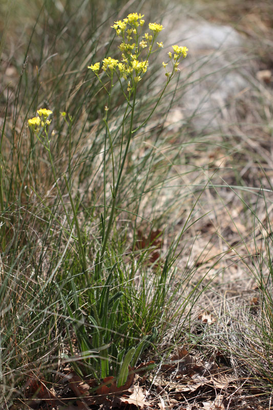 <i>Biscutella laevigata</i> L. subsp. <i>raffaelliana</i> Galasso & Banfi
