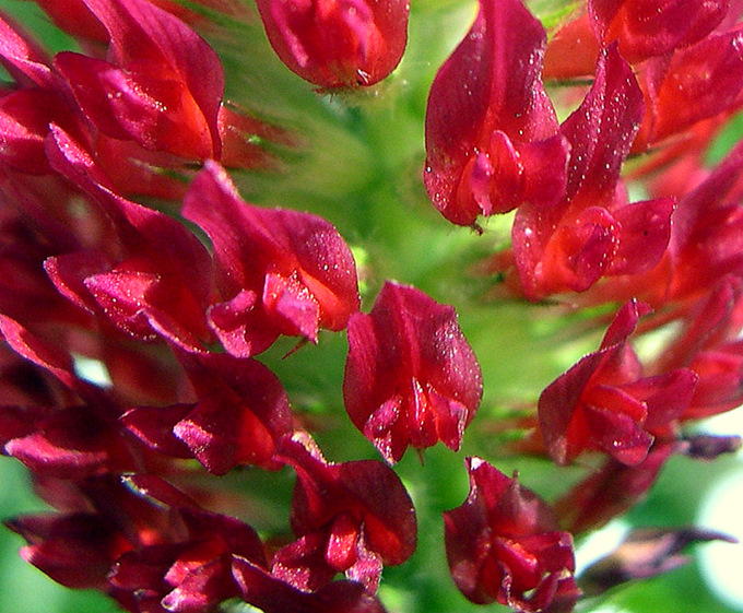 <i>Trifolium incarnatum</i> L.