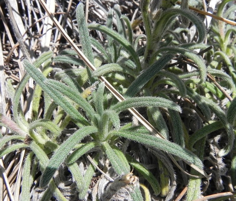 <i>Onosma echioides</i> (L.) L. subsp. <i>canescens</i> (C.Presl) Peruzzi & N.G.Passal.