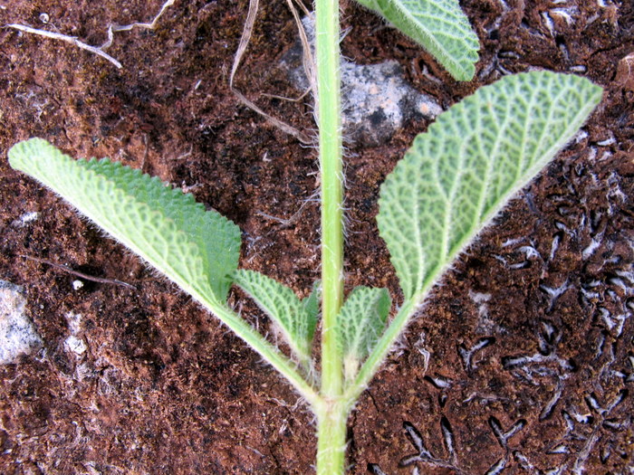 <i>Salvia viridis</i> L.