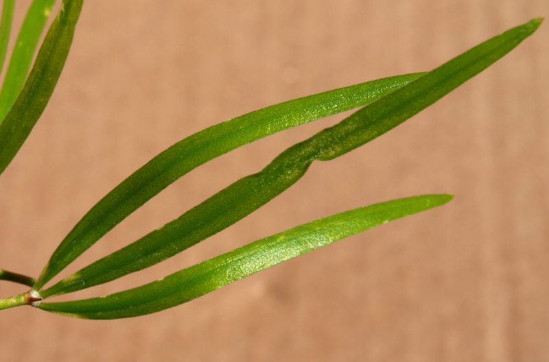 <i>Asparagus falcatus</i> L.