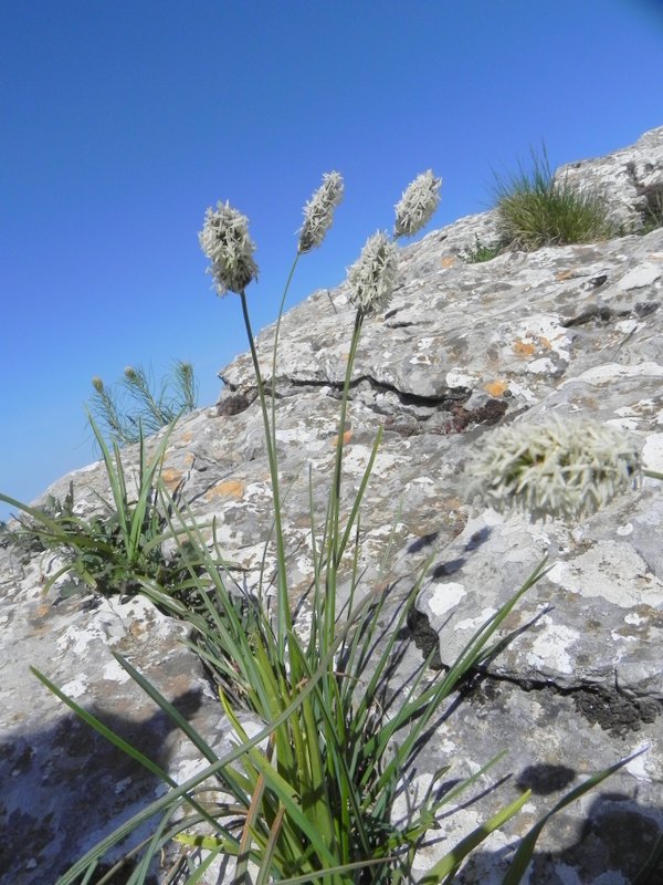 <i>Sesleria nitida</i> Ten. subsp. <i>sicula</i> Brullo & Giusso