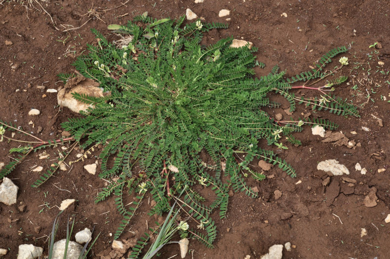 <i>Astragalus hamosus</i> L.