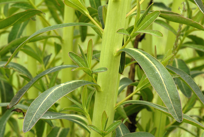 <i>Euphorbia palustris</i> L.