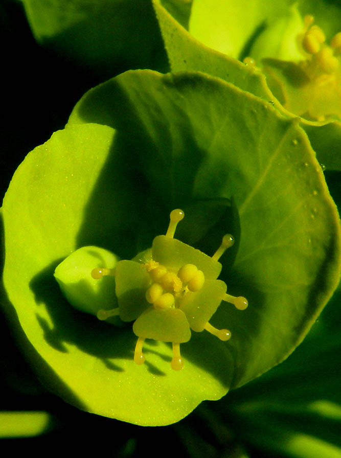 <i>Euphorbia biumbellata</i> Poir.