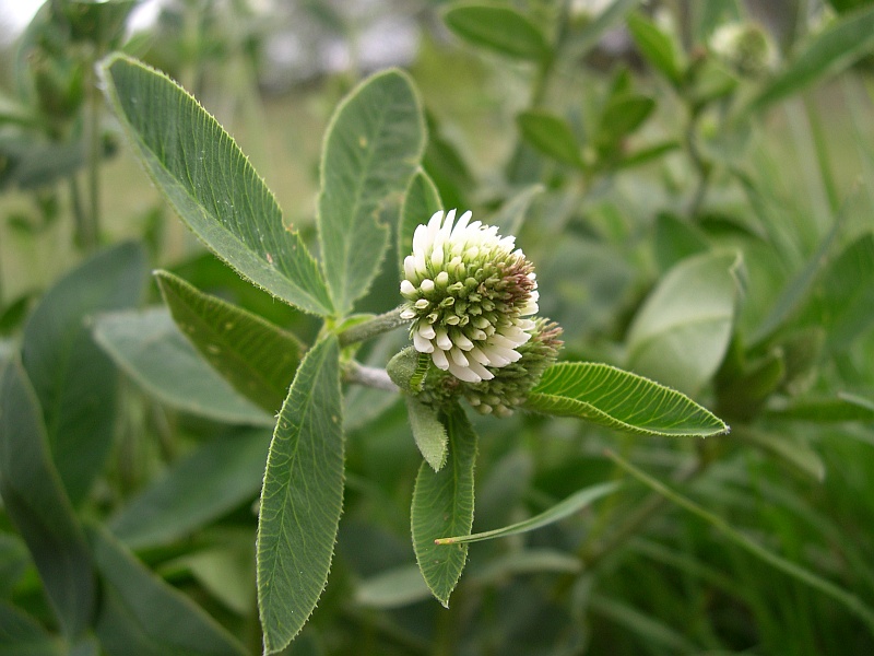 <i>Trifolium montanum</i> L. subsp. <i>montanum</i>