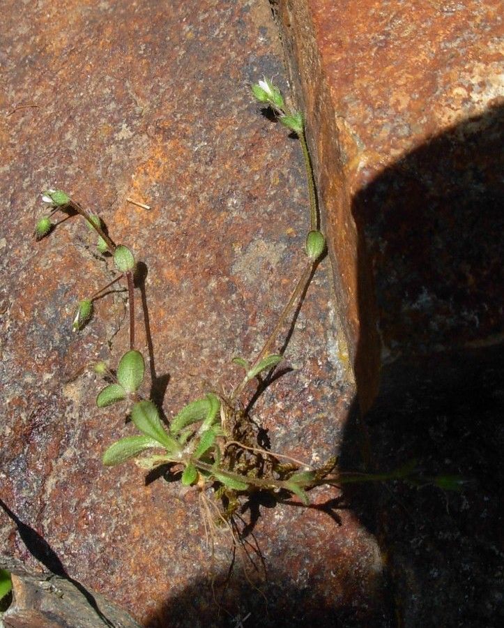 <i>Cerastium diffusum</i> Pers. subsp. <i>diffusum</i>