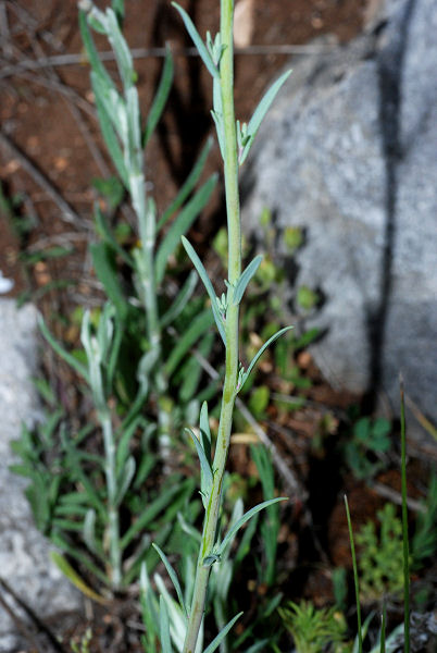 <i>Linaria simplex</i> (Willd.) Desf.