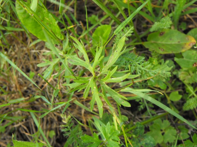 <i>Ranunculus bulbosus</i> L.
