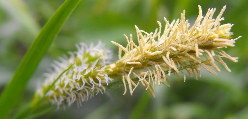 <i>Carex pallescens</i> L.
