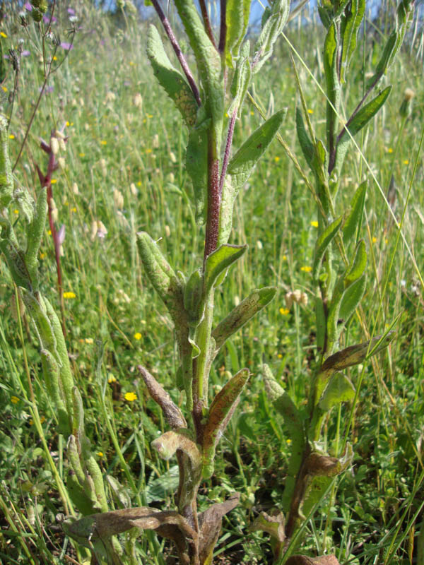 <i>Pulicaria odora</i> (L.) Rchb.