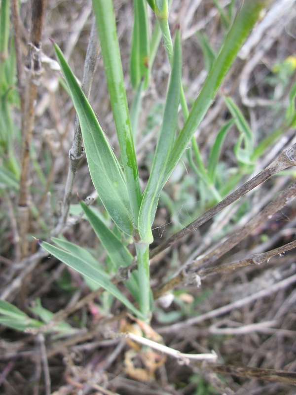 silene vulgaris subsp. tenoreana (1).JPG