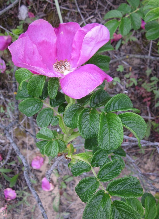 rosa rugosa (2).JPG