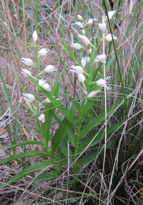 cephalantera longifolia (1).JPG