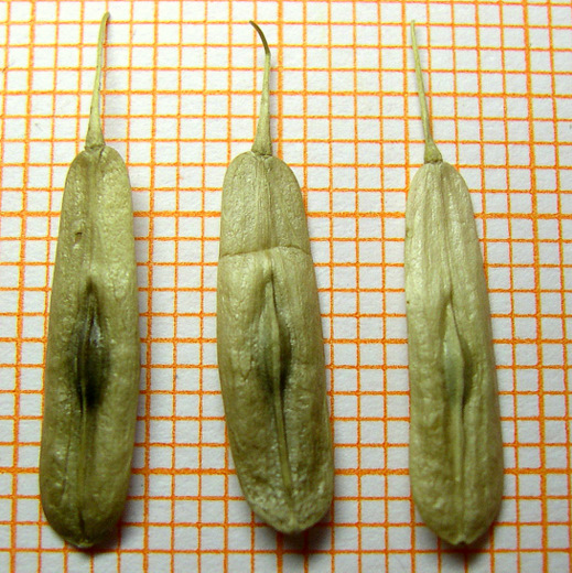 <i>Isatis tinctoria</i> L. subsp. <i>tinctoria</i>