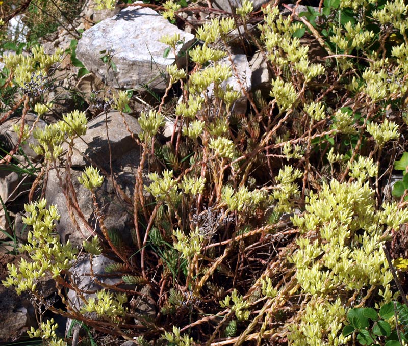 <i>Petrosedum ochroleucum</i> (Chaix) Niederle subsp. <i>mediterraneum</i> (L.Gallo) Niederle