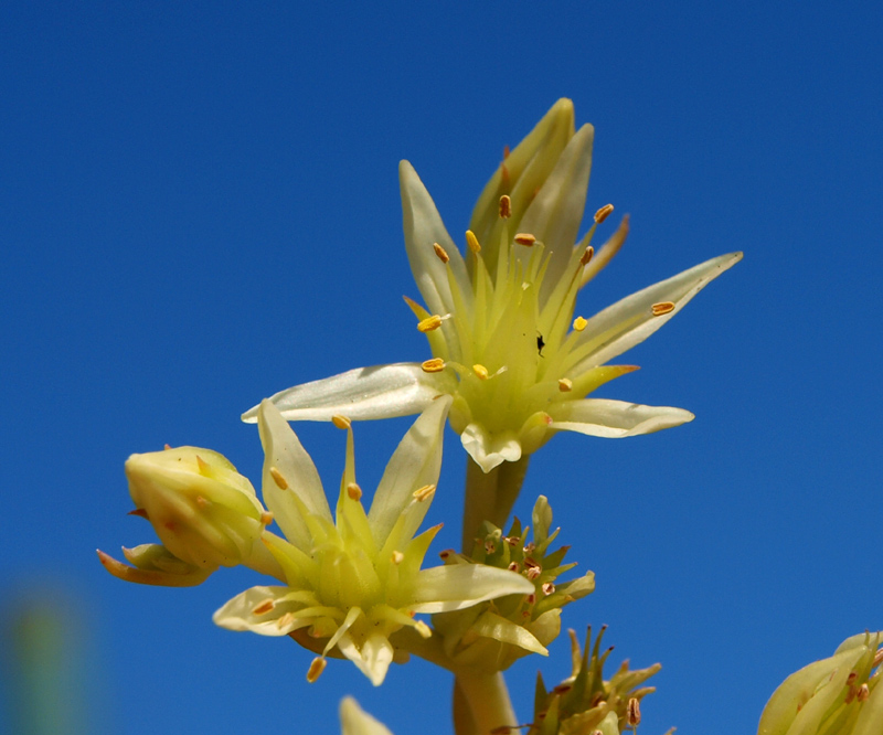 <i>Petrosedum ochroleucum</i> (Chaix) Niederle subsp. <i>mediterraneum</i> (L.Gallo) Niederle