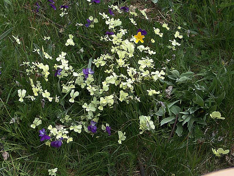 <i>Viola cassinensis</i> Strobl