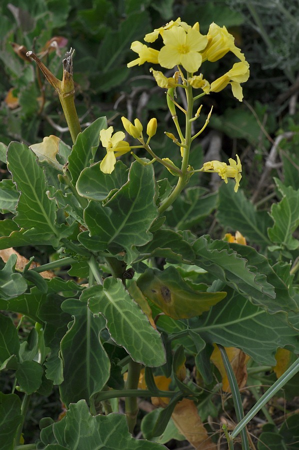 <i>Brassica macrocarpa</i> Guss.