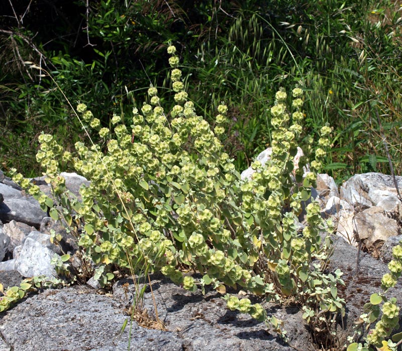 <i>Pseudodictamnus mediterraneus</i> Salmaki & Siadati subsp. <i>mediterraneus</i>