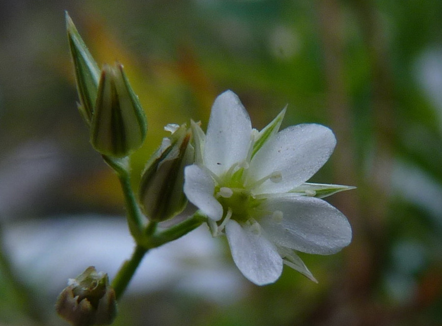 <i>Minuartia rostrata</i> (Pers.) Rchb.