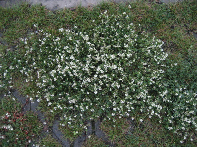 <i>Trifolium nigrescens</i> Viv. subsp. <i>nigrescens</i>