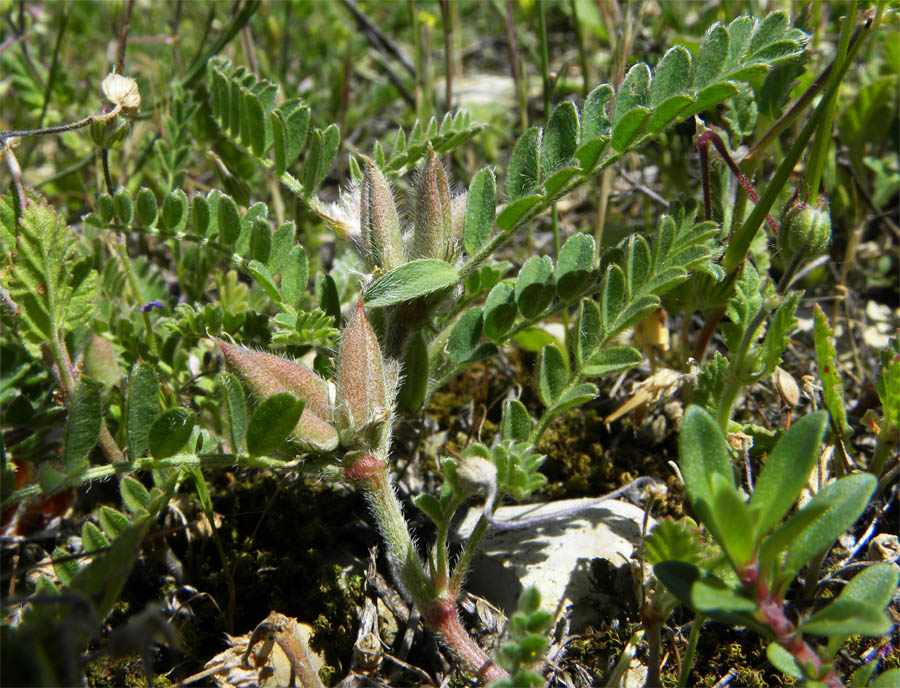 <i>Astragalus sesameus</i> L.