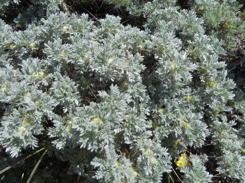 Astragalus nebrodensis