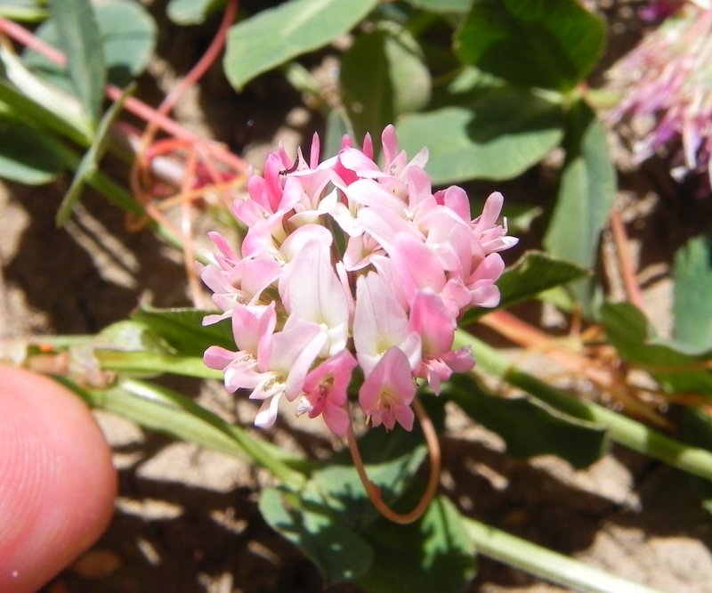 <i>Trifolium bivonae</i> Guss.