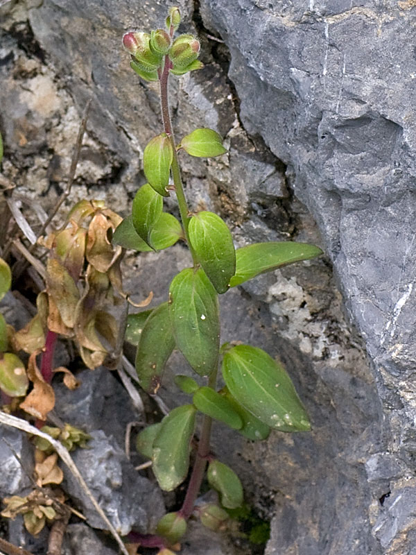 <i>Antirrhinum latifolium</i> Mill.