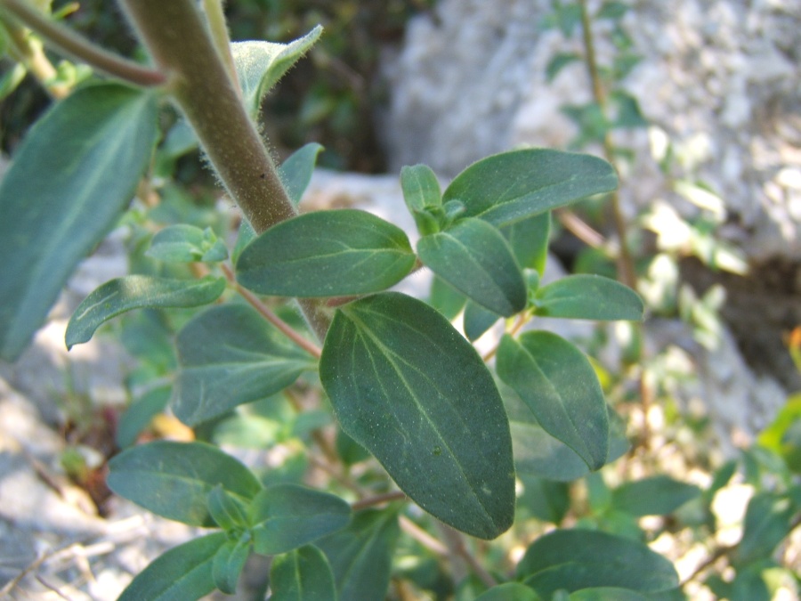 <i>Antirrhinum latifolium</i> Mill.