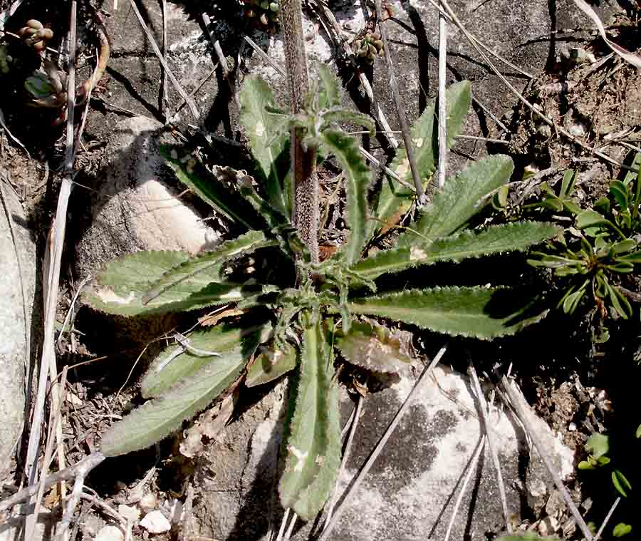 <i>Campanula sibirica</i> L.