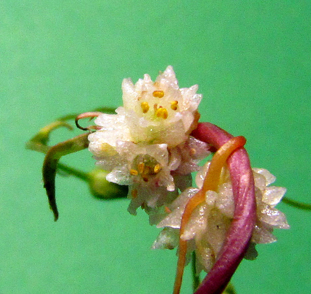 <i>Cuscuta planiflora</i> Ten.