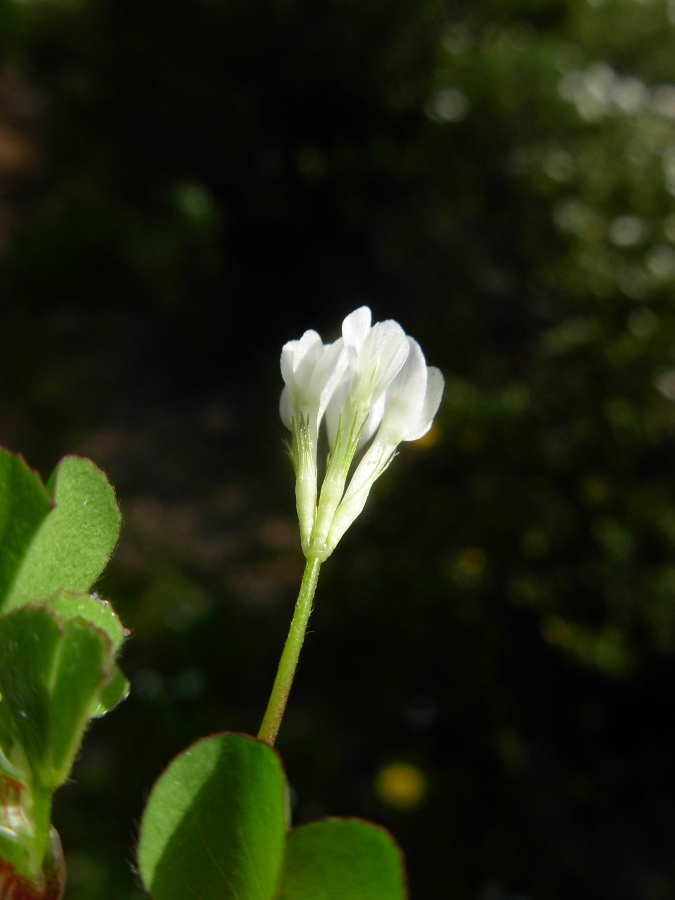 <i>Trifolium subterraneum</i> L. subsp. <i>oxaloides</i> Nyman