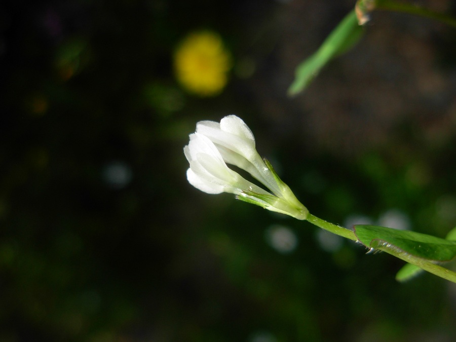 Trifolium subterraneum subsp. brachycalycinum 2.JPG