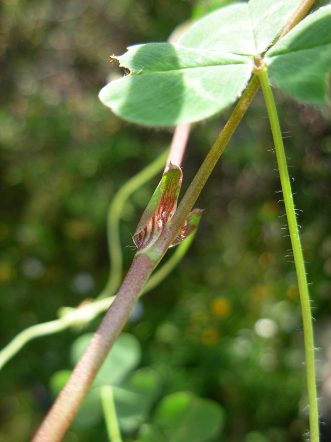 Trifolium subterraneum subsp. brachycalycinum 7.JPG