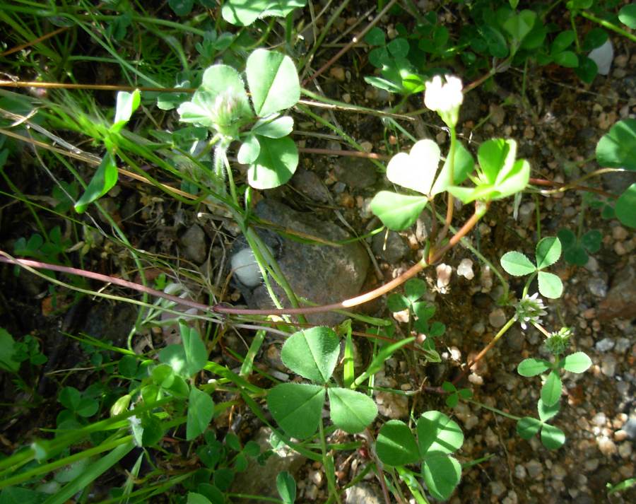<i>Trifolium subterraneum</i> L. subsp. <i>oxaloides</i> Nyman