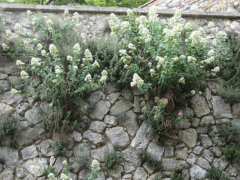 <i>Centranthus ruber</i> (L.) DC. subsp. <i>ruber</i>