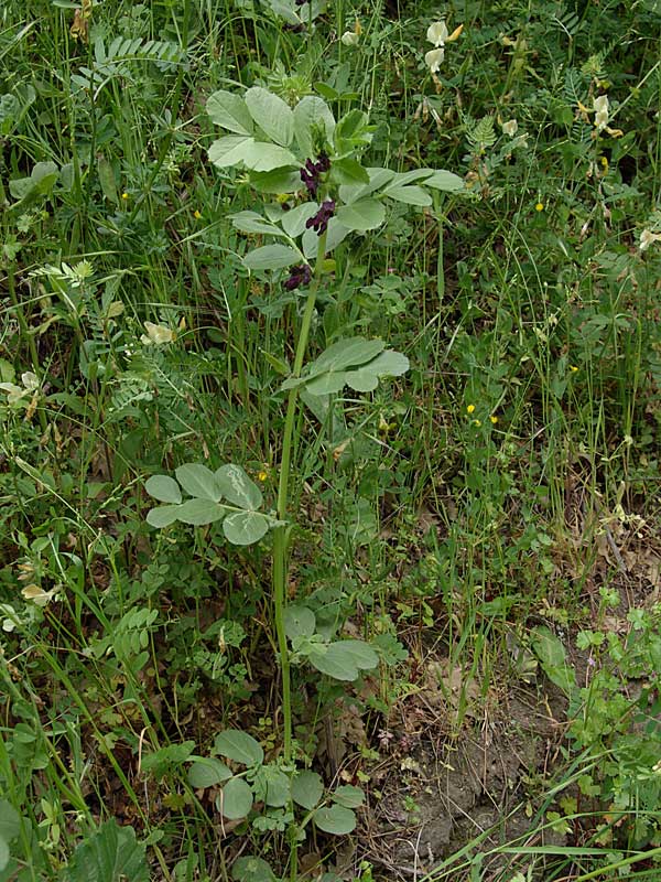 <i>Vicia serratifolia</i> Jacq.