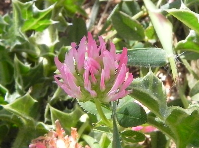 <i>Trifolium physodes</i> M.Bieb.