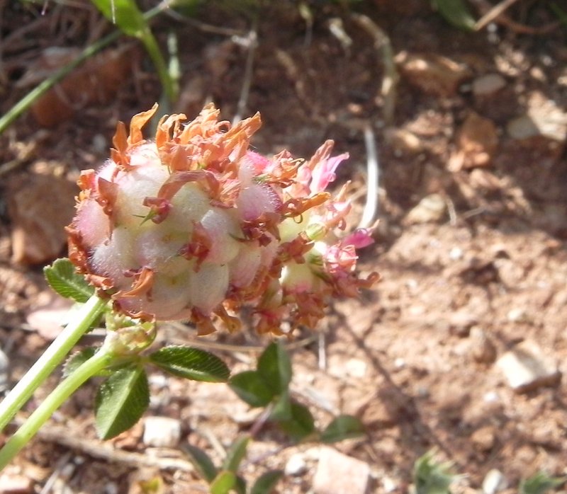<i>Trifolium physodes</i> M.Bieb.
