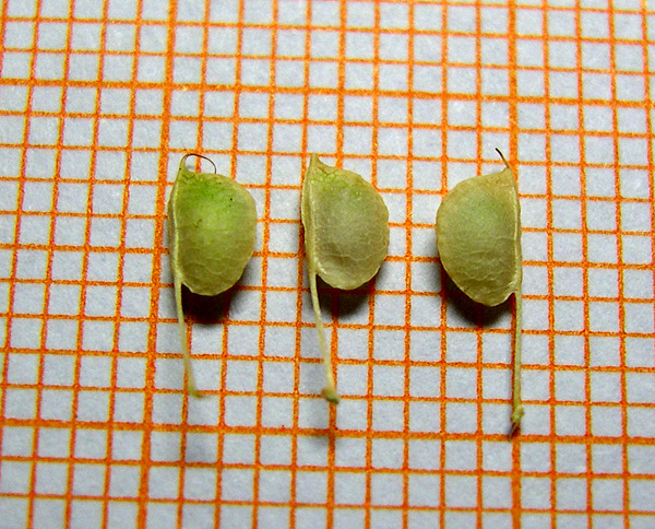 <i>Anthyllis vulneraria</i> L. subsp. <i>rubriflora</i> (DC.) Arcang.