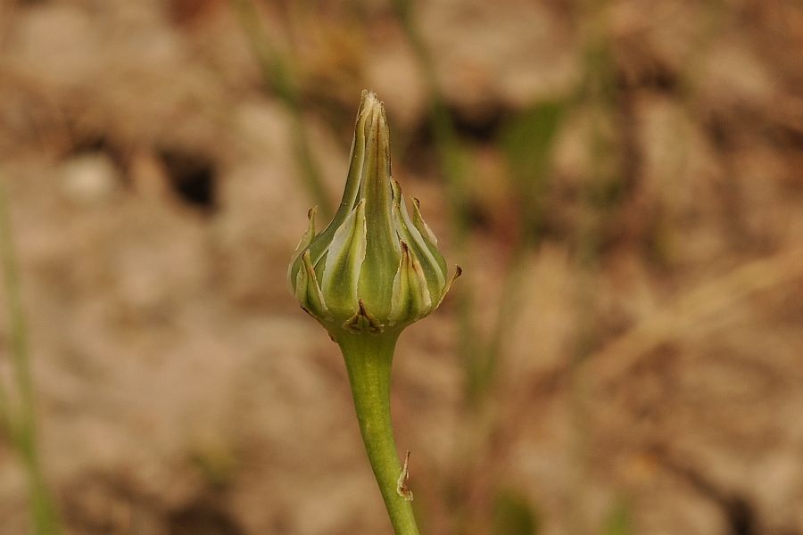 <i>Reichardia intermedia</i> (Sch.Bip.) Samp.