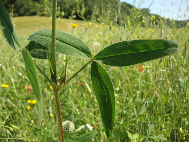 <i>Trifolium squarrosum</i> L.