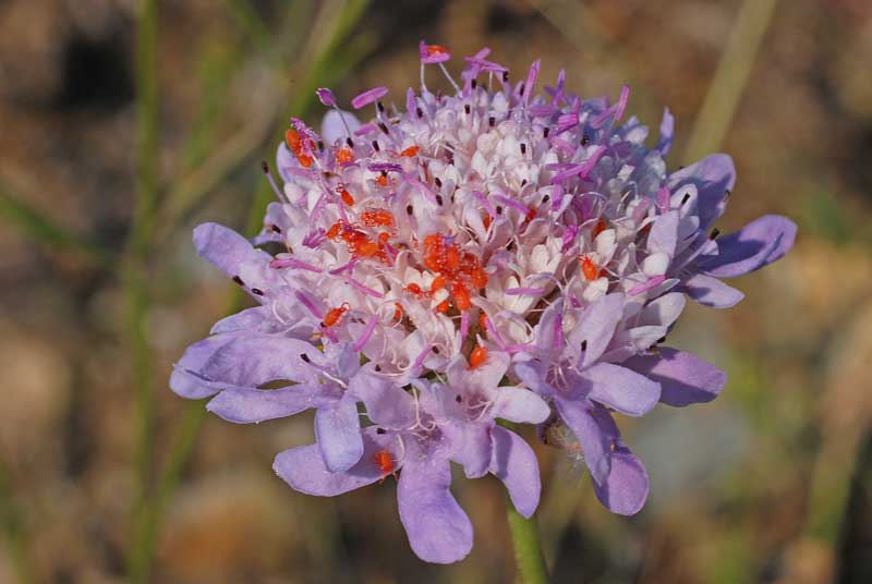 Sixalix atropurpurea subsp. grandiflora.jpg