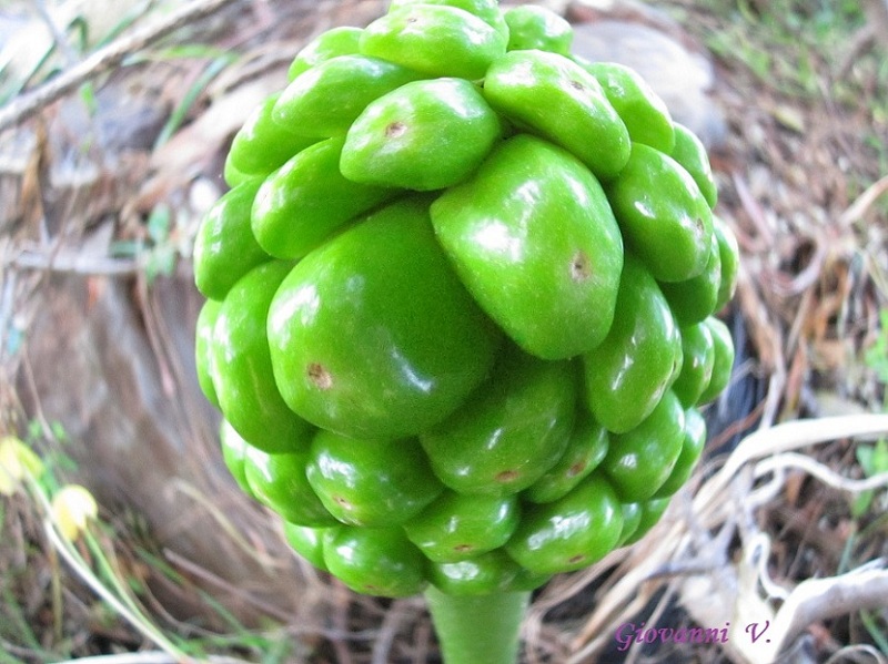 <i>Arum pictum</i> L.f. subsp. <i>pictum</i>