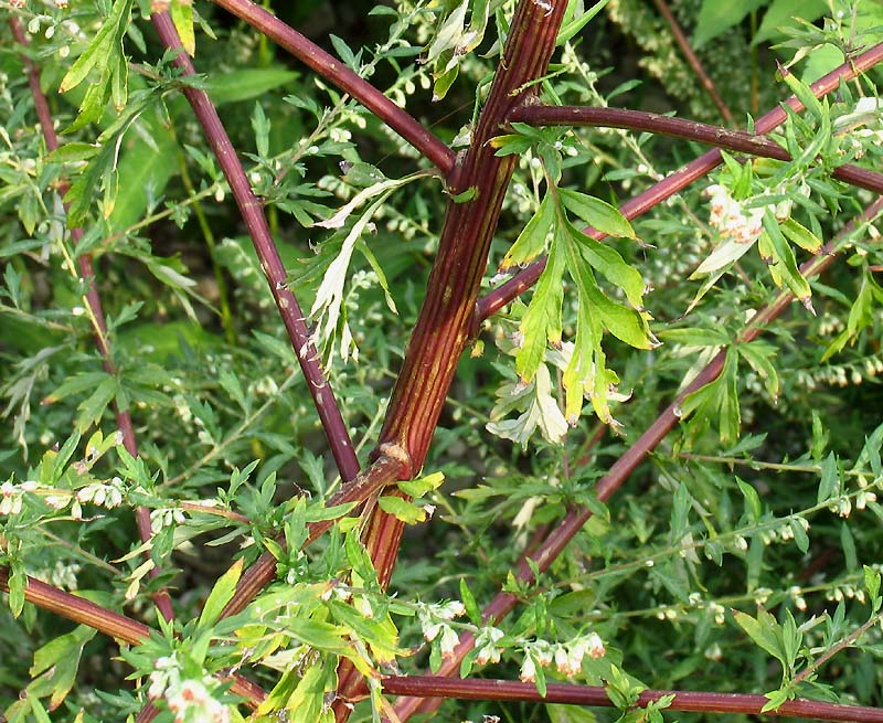 Artemisia_vulgaris_4.jpg