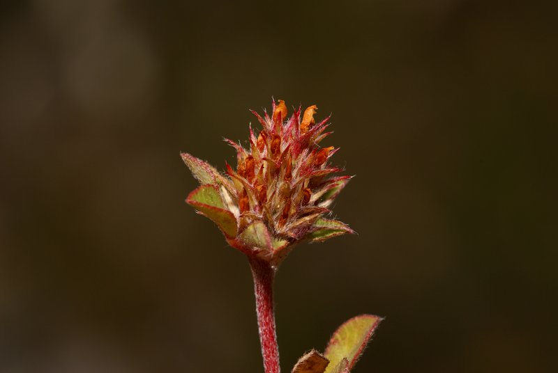 <i>Trifolium scabrum</i> L.