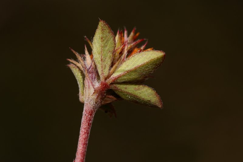 <i>Trifolium scabrum</i> L.