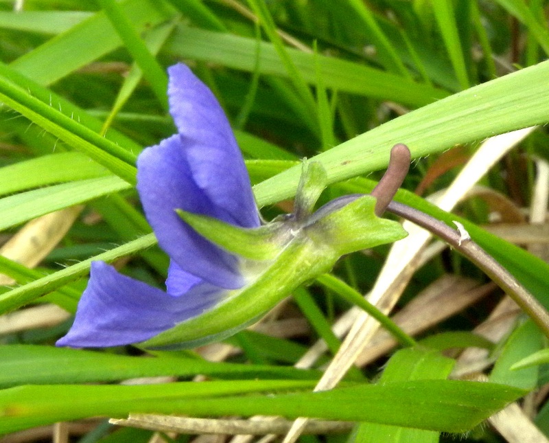 <i>Viola ferrarinii</i> Moraldo & Ricceri